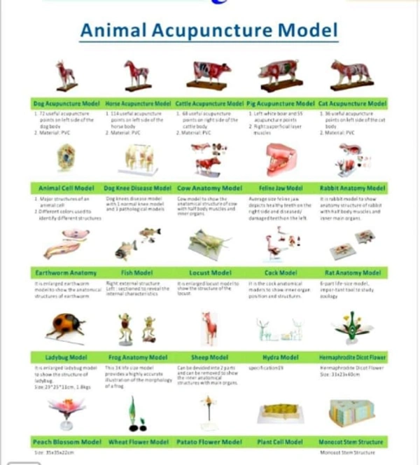 Animal Acupuncture Training Model